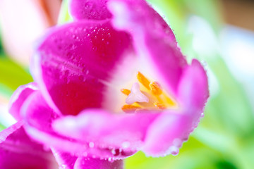 Close-up macro fresh spring bouquet of tulips with transparent dew water drops on petals. Soft focus on dew rain tear droplets. Natural leaf texture and defocused tulip bud. Spring background