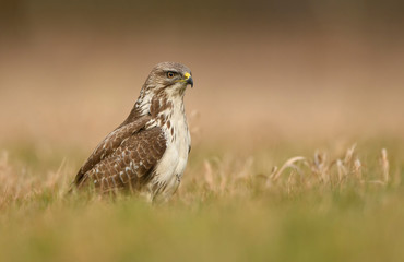 Common buzzard (Buteo buteo) close up