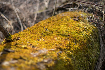 moss on tree - close up view of moss covering tree trunk