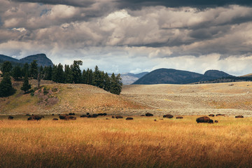 Wild Buffalo Herd, Yellowstone National Park