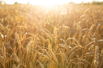 Sunset over the wheat field. Background of ripening wheat ears