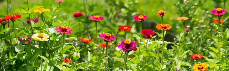 blooming zinnias flowers in a garden