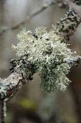 White lichen on an old branch