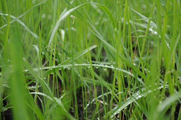 Fototapeta na wymiar Grass blades with water drops close up
