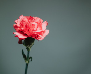 Mother's Day Single Red Flower against Dark Background