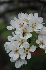 Fototapeta premium ecological, herb, insect, pollen, backdrop, background, beautiful, beauty, bee, bloom, blooming, blossom, botany, branch, bright, bud, cherry, close up, closeup, color, flora, floral, flower, fresh, f