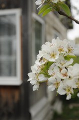 cultivated, freshness, agriculture, apple flower, april, vegetation, biology, gardening, nectar, ecological, pear, bumblebee, pollination, rural, wild, fruit, pollen, insect, apple, apple tree, backgr