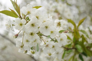 Cherry branches strewn with flowers
