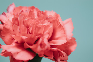 Mother's Day Single Red Flower against Light Background close