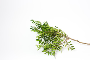 green juicy branch on a white background