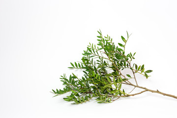 green juicy branch on a white background