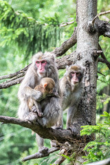A family of monkeys is sitting on a tree.