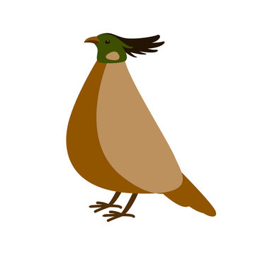 pheasant vector illustration, flat style,profile