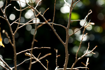 Fresh pruned twig with bud before chemical protection. Farmer in protective clothing and gas mask sprays of orchard to protect them with chemicals from fungal disease or vermin at early springtime.