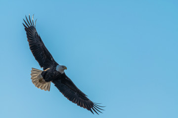 eagle in flight