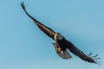 bald eagle in flight