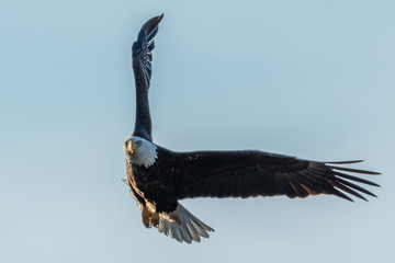 bald eagle in flight