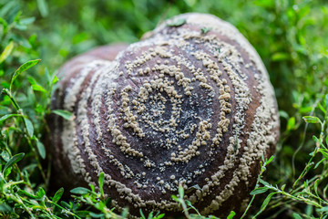 Rotten quince with circular mould or fungus on a green orchard grass