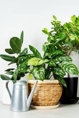 Naklejka premium Different home plants in pots on the white wall background. Growing flowers at home.
