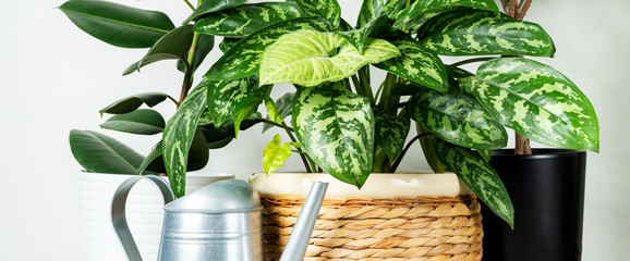 Different home plants in pots on the white wall background. Growing flowers at home.