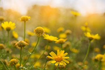 Yellow Chamomiles under the sun rays. Postcard. Article illustration. Copy space. Selective focus