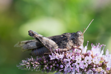The blue-winged grasshopper (Oedipoda caerulescens) on horse  mint flower (Mentha longifolia). Place for text.