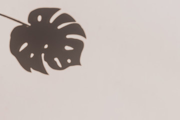 Grey botanical shadow of the tropic palm leaf on beige wall background.