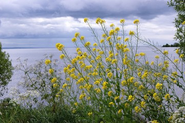 Yellow flowers on edge of a lake