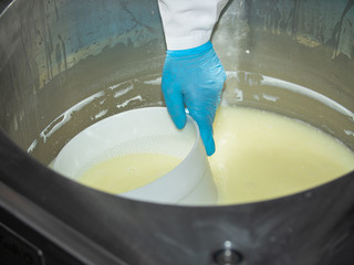 technologist knead the curd in the workplace. dairy industry. the production of cottage cheese. part 1