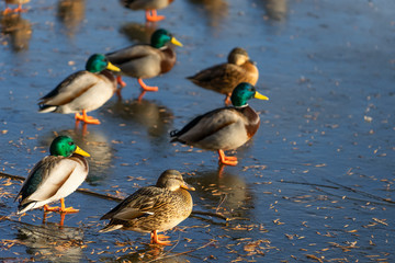 Mallard ducks on the ice of a frozen lake.