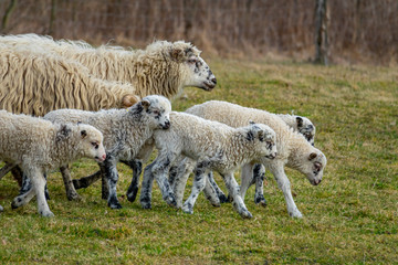 cute lambs on a farm - close up