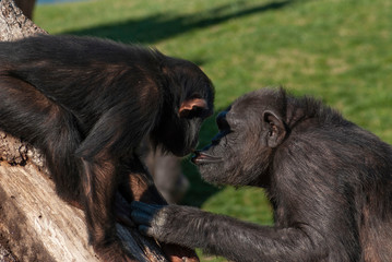 Very tender image of two monkeys kissing each other. 