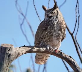 Great Horned Owl in Tucson Arizona
