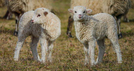 Obraz premium cute lamb on a farm - close up