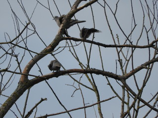 Birds  sitting on branches in a tree