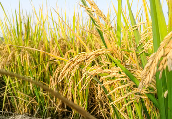 green and growing rice fields 