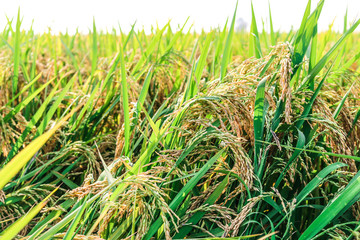 green and growing rice fields 