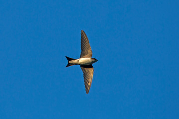 Flying common house martin (Delichon urbicum)
