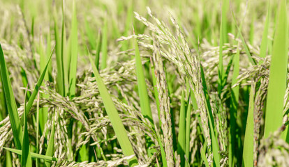 green and growing rice fields 