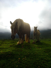 caballo(s)