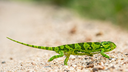 Flap Necked Chameleon