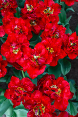 tulips in spring field in Amsterdam