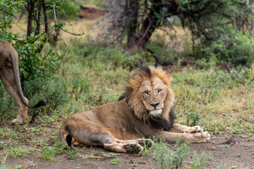 Fototapeta na wymiar Male Lion in Kruger