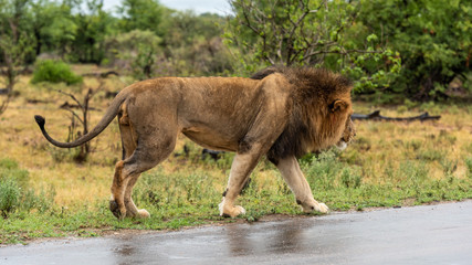 Male Lion in Kruger
