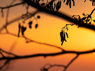 Silhouettes of alder branches at sunrise. Nature background series