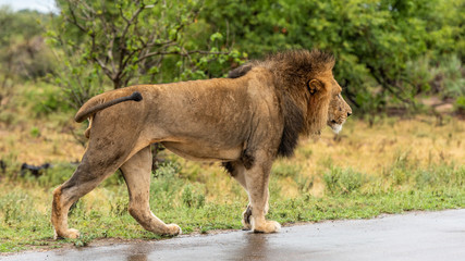 Male Lion in Kruger