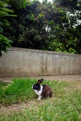 Domestic Pet Rabbit (Oryctolagus Cuniculus) in Green Grass in a Public Park © Alexandre