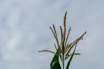 Blooming Corn Plant