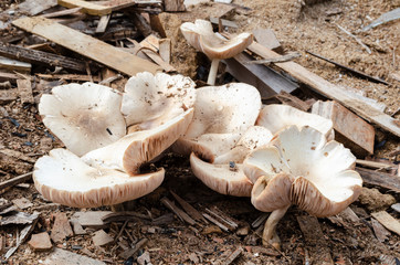 Cluster Of Mushrooms