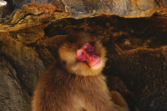 ニホンサル の画像 175 件の Stock 写真 ベクターおよびビデオ Adobe Stock